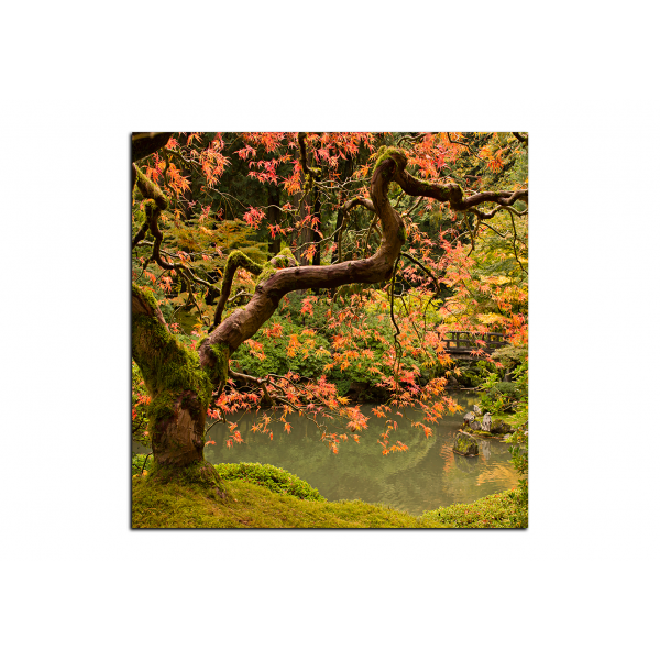 Obraz na plátně - Červený javor podzim - čtverec